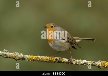 Roodborst zittend op Tak, robin sitzt auf einem Zweig Stockfoto
