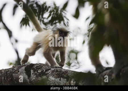 Gees Goldener Langur (Trachypithecus geei) jung auf Baum im Regenwald, Bhutan, Asien Stockfoto