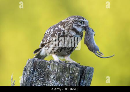 Die kleine Eulen (Athene noctua) thront auf einer Blässe mit Mäusebeute im Schnabel, Schleswig-Holstein, Deutschland, Europa Stockfoto