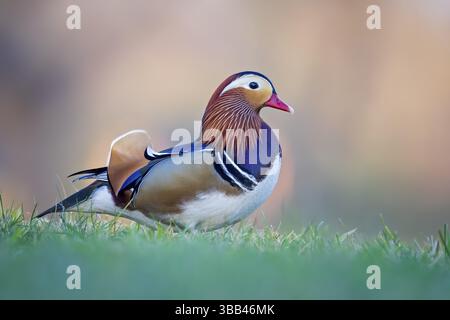 Mandarinente (Aix galericulata) männlich, Sachsen-Anhalt, Deutschland, Europa Stockfoto