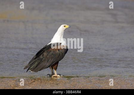 Afrikaanse Zeearend zittend OP Damm, Afrikanischer Fischadler sitzt auf Damm Stockfoto