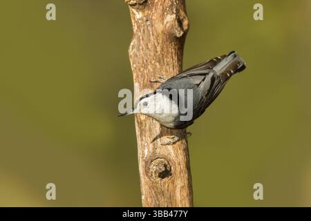 Sitta carolinensis Santa Rita Mountains, Santa Cruz County, Arizona, Vereinigte Staaten 14. Mai Erwachsene männliche Sittidae Stockfoto