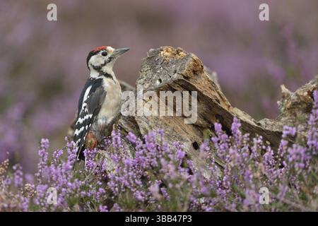 Jungspecht (Dendrocopos Major) auf einem Baumstumpf, Nordrhein-Westfalen, Deutschland, Europa Stockfoto