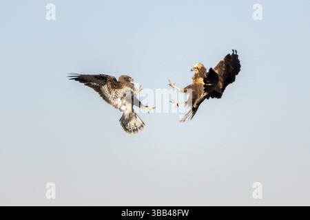 Bussard (Buteo buteo) und Western Marsh Harrier (Circus aeruginosus) kämpfen im Flug, Kastilien-La Mancha, Spanien, Europa Stockfoto