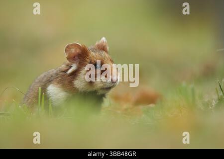 Feldhamster (Cricetus cricetus) auf Wiesensuche, Wien, Österreich, Europa Stockfoto