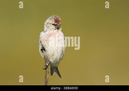 Arctic Redpoll (Acanthis hornemanni) männlich, Norwegen, Europa Stockfoto