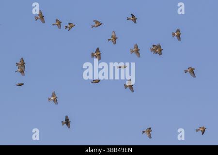 Gemeinsame Rotpoll-Gruppe (Acanthis flammea) im Flug, Niederlande Stockfoto