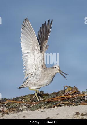 Dowitcher mit Kurzschnabel (Limnodromus griseus), Kalifornien, USA, Nordamerika Stockfoto
