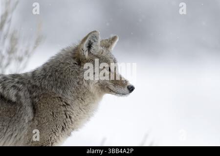 Coyote (Canis latrans) Porträt in verschneiten Landschaften, Yellowstone National Park, Wyoming, USA, Nordamerika Stockfoto