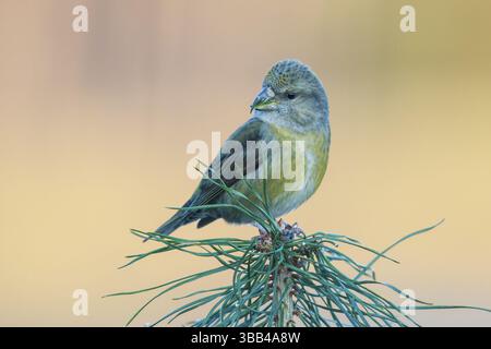 Papageienkreuzschnabel (Loxia pytyopsittacus), Weibchen auf einem Zweig, Niederlande Stockfoto