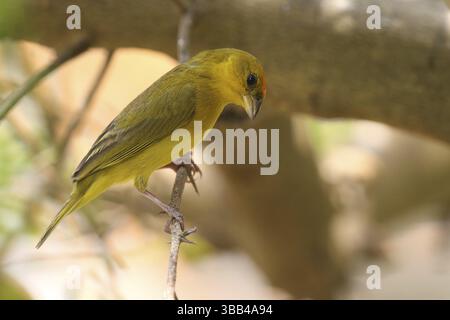 Gelbfinke (Sicalis columbiana columbiana), männlich auf einem Zweig, Los Llanos, Venezuela, Südamerika Stockfoto