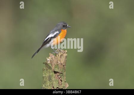 Flame Robin (Petroica phoenicea) männlich, Victoria, Australien, Ozeanien Stockfoto