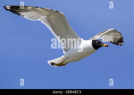 Pallas's Möwe (Ichthyaetus ichthyaetus) fliegt, Rumänien, Europa Stockfoto