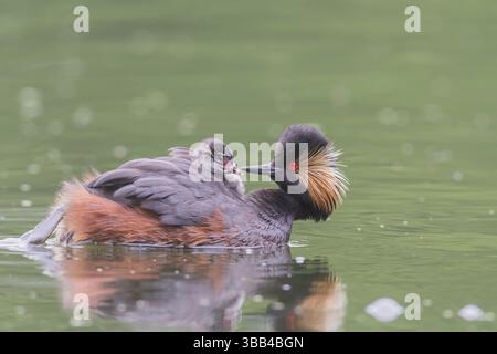 Schwarzhalstaucher (Podiceps Nigricollis) Schwarzhalstaucher Stockfoto