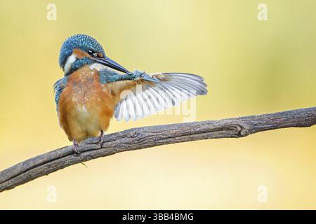Eisvogel (Alcedo atthis) juvenile männliche Preening, Sachsen-Anhalt, Deutschland, Europa Stockfoto