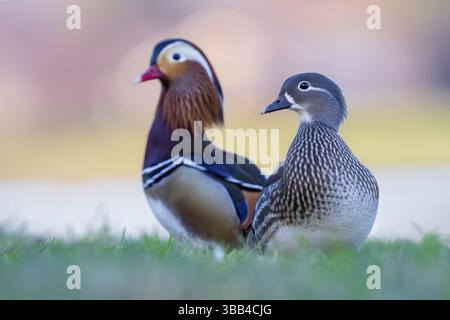 Mandarin Ente (Aix galericulata) Paar, Sachsen-Anhalt, Deutschland, Europa Stockfoto