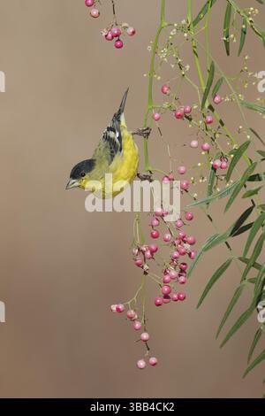 Kleiner Goldfinch (Spinus psaltria) männlich, Kalifornien, USA, Nordamerika Stockfoto