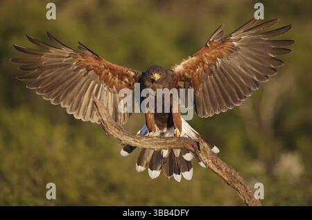 Harris's Hawk (Parabuteo unicinctus) Jungtiere landeten auf einer Niederlassung in Texas, USA, Nordamerika Stockfoto