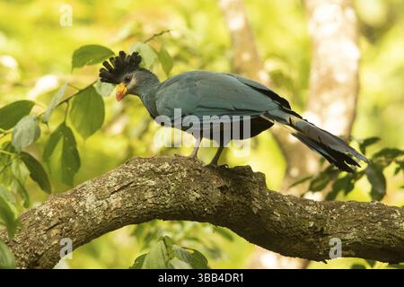 Great Blue Turaco (Corythaeola cristata), Kakamega Forest, Kenia, Afrika Stockfoto