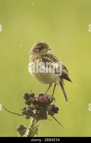 Europäischer Stonechat (Saxicola rubicola) juvenile, Bayern, Deutschland, Europa Stockfoto