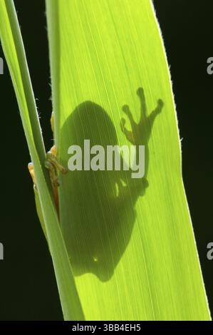 Boomkikker im tegenlicht, gemeiner Baumfrosch im Hintergrund Stockfoto