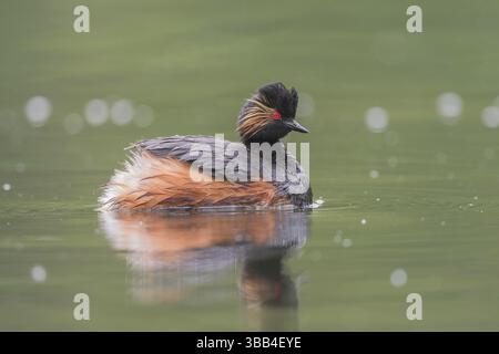 Schwarzhalstaucher (Podiceps Nigricollis) Schwarzhalstaucher Stockfoto