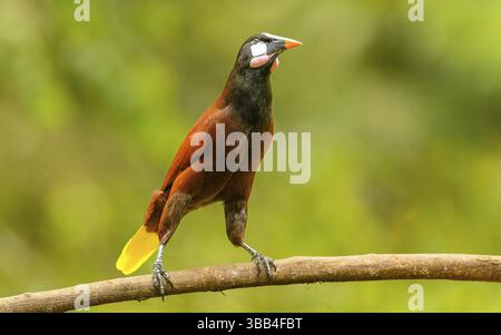 Montezumastirnvogel (Psarocolius montezuma, Syn.: Gymnostinops montezuma) Stockfoto