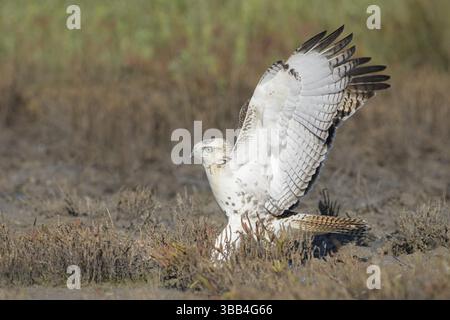 Rotschwanzfalke (Buteo jamaicensis), die auf dem Boden thront, Texas, USA, Nordamerika Stockfoto