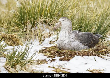 Der nördliche Riesensturmvogel (Macronectes halli) nistet auf der Insel Südgeorgien Stockfoto