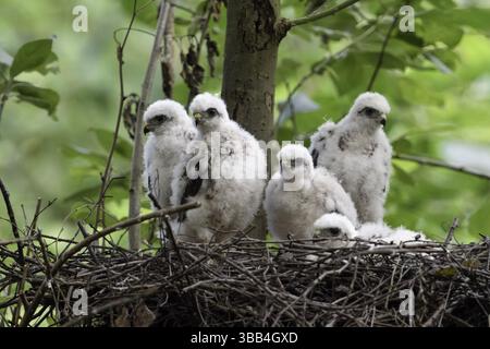 Eurasische Sparschweinküken (Accipiter nisus) in Nest, Nordrhein-Westfalen, Deutschland, Europa Stockfoto