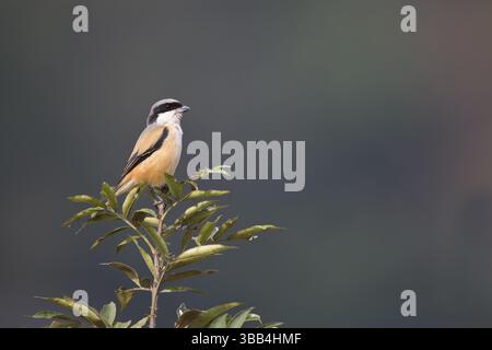 Grau-Rücken-Shrike (Lanius tephronotus tephronotus) männlich auf einem Ast, Punakha, Bhutan, Asien Stockfoto