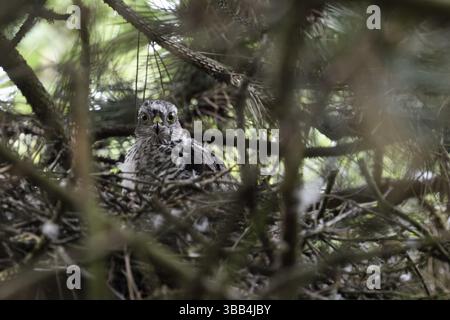 Eurasischer Sparrowhawk (Accipiter nisus) juveniler im Nest, Nordrhein-Westfalen, Deutschland, Europa Stockfoto