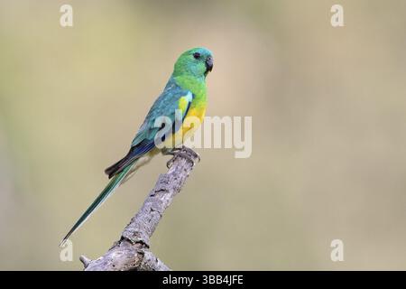 Rotwein-Papagei (Psephotus haematonotus), männlich auf einem Ast, Victoria, Australien, Ozeanien Stockfoto