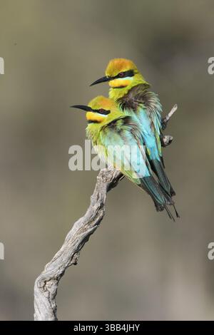 Rainbow Bienenfresser (Merops ornatus) Paar auf einem Zweig, South Australia, Australien, Ozeanien Stockfoto