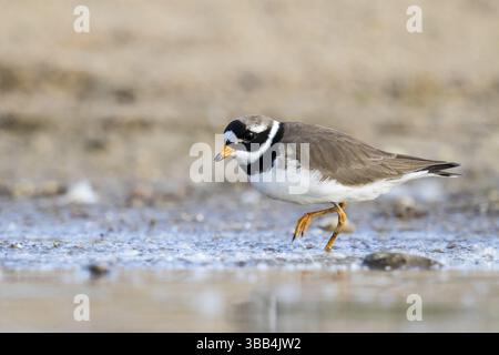 Charadrius hiaticula, Nordrhein-Westfalen, Deutschland, Europa Stockfoto
