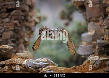 Adlereule, Bubo bubo, mit offenen Flügeln im Flug, Waldlebensraum im Hintergrund, orange Herbstbäume. Wildlife-Szene aus Naturwald, Deutschland. Vogel i Stockfoto