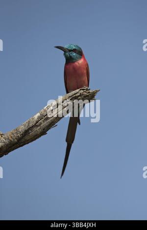 Karminbienenfresser (Merops nubicus) auf einem Zweig, Gamo Gofa Omo, Äthiopien, Afrika Stockfoto