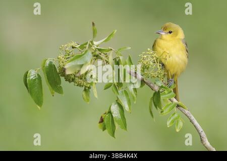 Orchard Oriole (Icterus spurius) weiblich, Texas, USA, Nordamerika Stockfoto
