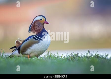 Mandarinente (Aix galericulata) männlich, Sachsen-Anhalt, Deutschland, Europa Stockfoto