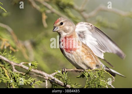 Linnet (Linaria cannabina) männlich, Kastilien und Leon, Spanien, Europa Stockfoto