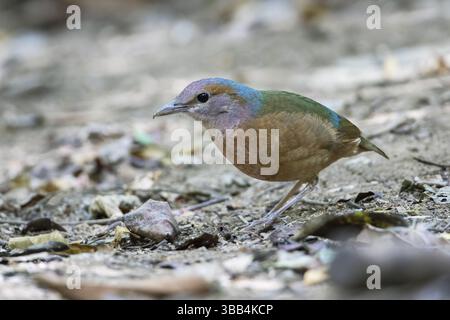 Blaurumpeliger Pitta (Hydrornis Soror), der auf dem Boden sitzt, Di Linh, Vietnam, Asien Stockfoto
