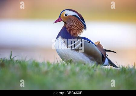 Mandarinente (Aix galericulata) männlich, Sachsen-Anhalt, Deutschland, Europa Stockfoto