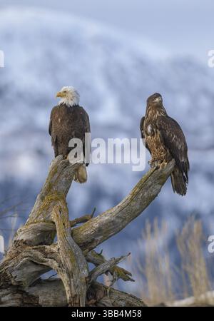 Weißkopfseeadler (Haliaeetus leucocephalus) mit Jugendlichen, Alaska, USA, Nordamerika Stockfoto