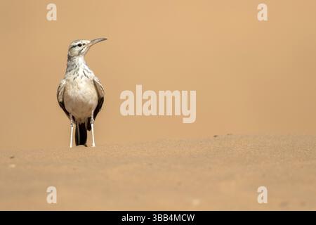 Wiedehopf-Lark (Alaemon alaudipes) auf dem Boden, Rgabi, Marokko, Afrika Stockfoto