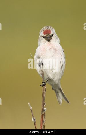 Arctic Redpoll (Acanthis hornemanni) männlich, Norwegen, Europa Stockfoto