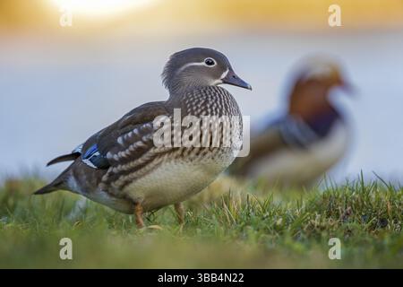 Mandarin Ente (Aix galericulata) weiblich, Sachsen-Anhalt, Deutschland, Europa Stockfoto