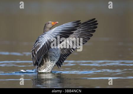 Graugans (Anser anser) schlagende Flügel, Niedersachsen, Deutschland, Europa Stockfoto