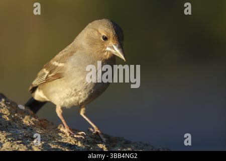 Blue Chaffinch (Fringilla teydea) weiblich am Feeder, Teneriffa, Spanien, Europa Stockfoto