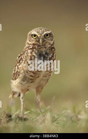 Grabeize (Athene cunicularia), die auf dem Boden thront, Los Llanos, Venezuela, Südamerika Stockfoto