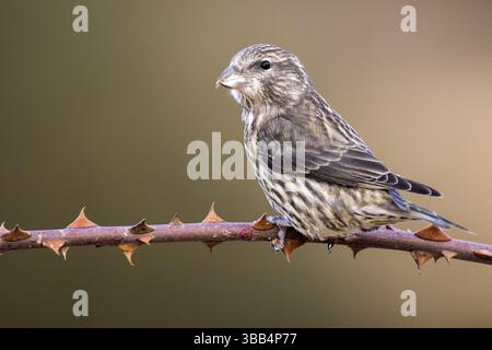 Roter Kreuzschnabel (Loxia curvirostra) Jungfische auf einem Zweig, Aragonien, Spanien, Europa Stockfoto